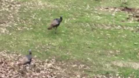 Wild Turkeys strolling into a green field