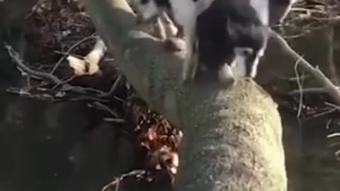 Funny Dog Fails 2022 Try Not To LAUGH