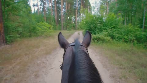 Chestnut horse rides through the pathway in forest