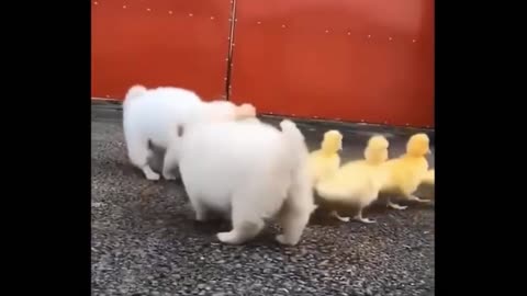 A sweet journey with two puppies and a flock of ducklings