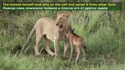 watch how the Animals save each others