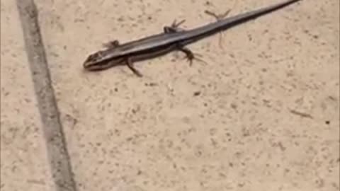 #shorts #Tokyo garden #salamander trapped by people 🎌 #animal #amphibian #traveldestinations #japan