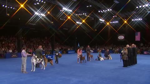 National Dog Show 2023: Best in Show (Full Judging)