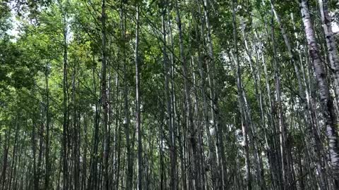 Aspen Trees