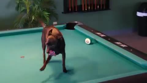 🐶 Playing Poolbiljart against a Chihuahua Dog 🎱