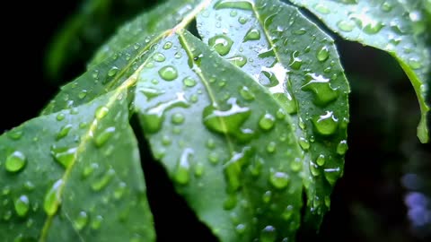 Rain drop on leaf । Rain sound । Nature Videos