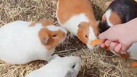 A group of guinea pigs eating carrots