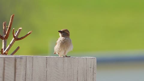 Sparrow Bird jump