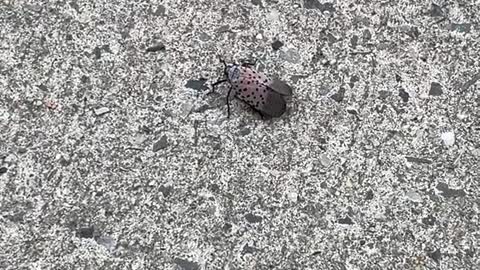 NYC KILLA Bugs