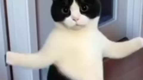 Cat dance 🐱