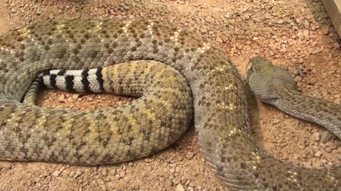 Western Diamondback rattler