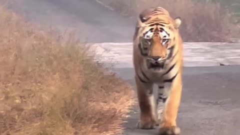 Tadoba Tiger Reserve: The True King of the Jungle