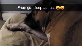 Boxer snores loud