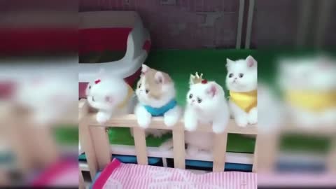 4 CUTE KITTENS