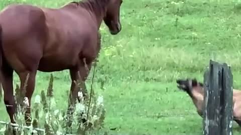 Colt And Malinois Dog Become The Best Of Friends👏🏽