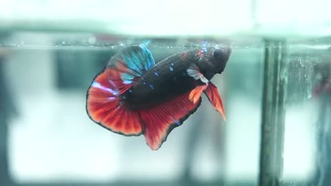 Live Betta Fish Male Blue Galaxy Nemo Tiger Koi