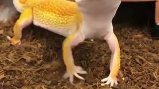 funny lizard