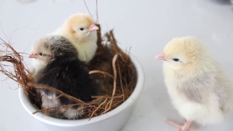 Little cute chicks in the nest