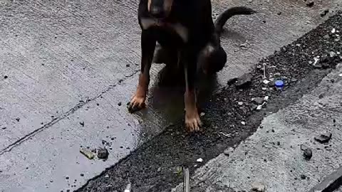 Cute Doberman Dog lost in Koliwada #rescuedandloved #cat #doglover