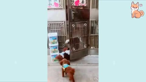 puppy grabs key to unlock the door