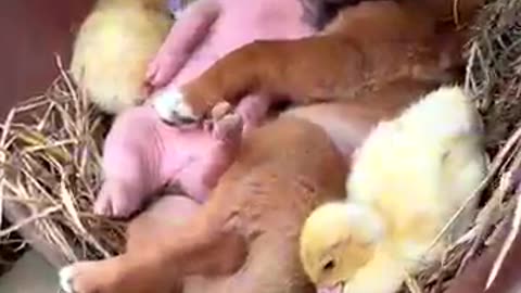 How a Dog, a Pig, and Ducklings Can Sleep Together 💤