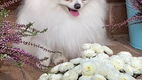 Beautiful playful white-haired dog