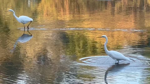 The Great White Egret all Stars Show