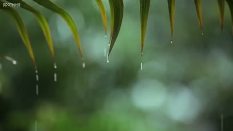 🎧 3 hours Rain On Leaves Sound - Relaxing Ambience Of Raindrops For Relaxation And Sleeping