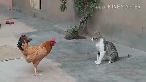 Cute CHICKENs VS CATs 😂🤣