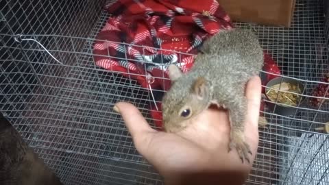 Timothy T Squirrel