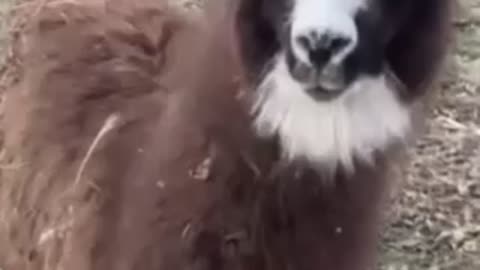 LLAMA LOVE!!!