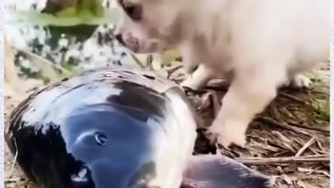 A cute puppy helps a fish we should learn help from animals