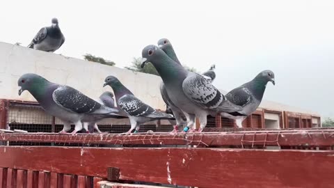 Beautiful loft racing pigeons 2024