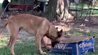 Dog not happy with empty Chewy box!