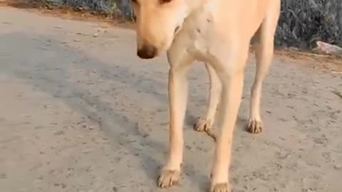 Funny dog 🐕