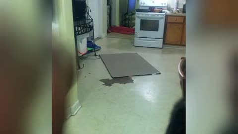 The best fails slip and fall kitchen fail