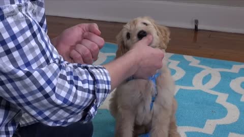 3 Easy Things to Teach your NEW PUPPY!