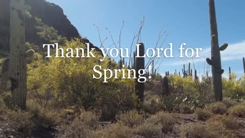 Spring in the Sonoran Desert