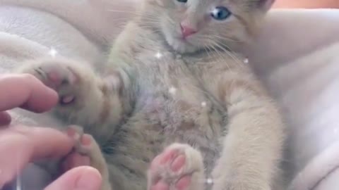 Scratching the soles of the kitten's feet, the cat looks very comfortable