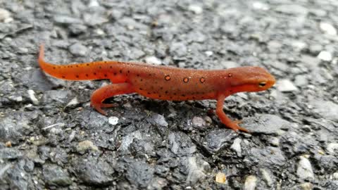 Cool little newt lizzard just chillin in my driveway