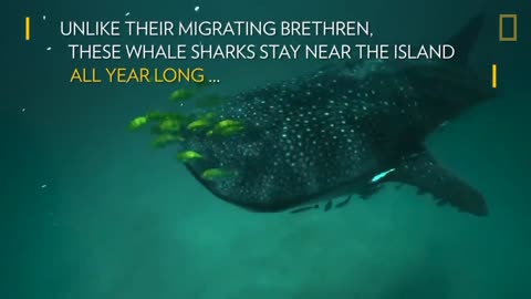 Investigating the Mysterious Whale Sharks of Mafia Island | National Geographic