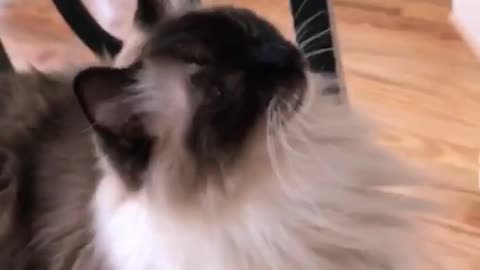 Really fluffy black and white cat staring at aquarium with fish inside