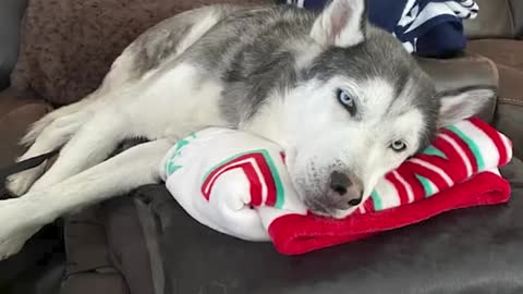 the most beautiful husky