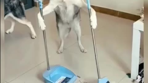 funny dog