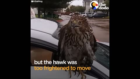 Harvey the Hurricane Hawk: Scared Hawk in Taxi Finds Man Who Will Help | The Dodo