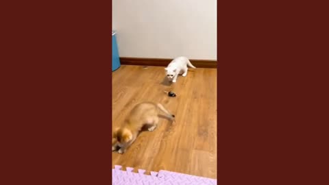 Cat and dog funny videos