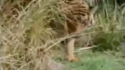 Tiger Attacks Crocodile New Compilation