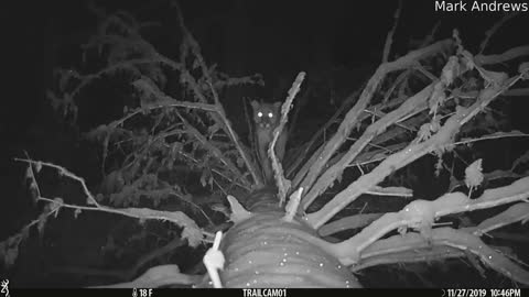 Trail Camera Catches Mountain Lion