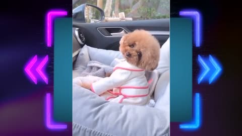 Funniest Dog TikTok-Awesomr funny pets animals video