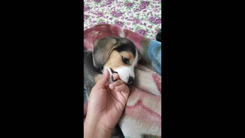 Cute Little Beagle Puppy | Leo The Beagle